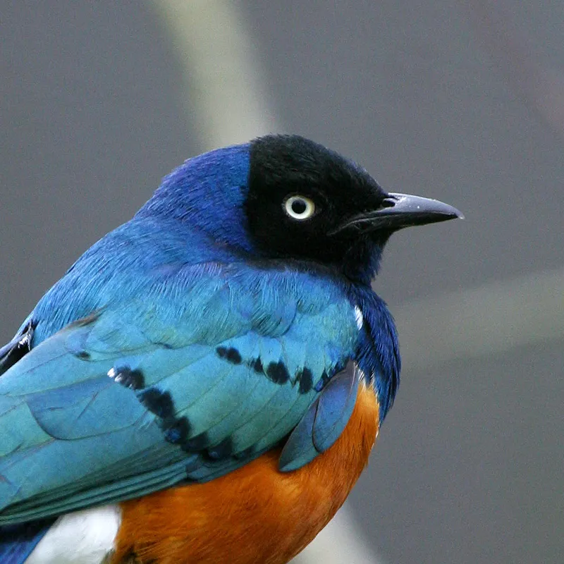 The Spreo Starling — looking cool as f***